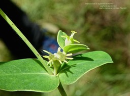 Euphorbia borbonica . euphorbe de Bourbon P1530547