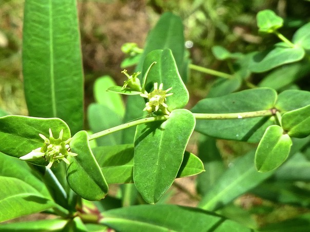 Euphorbia borbonica . euphorbe de Bourbon P1530533