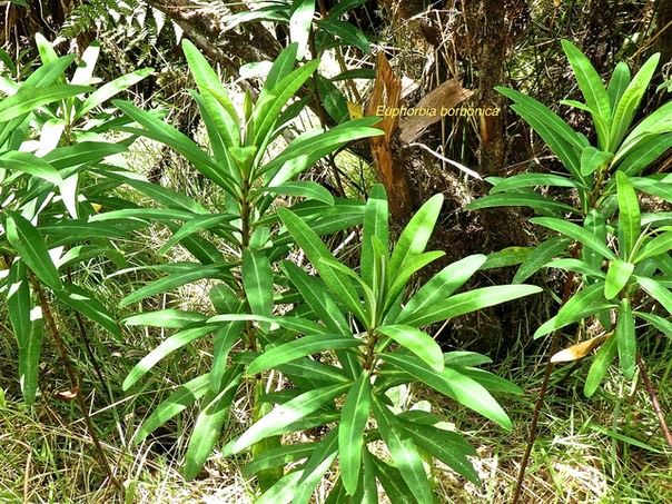 Euphorbia borbonica . Euphorbe de Bourbon. euphorbiaceae . endémique Réunion  P1530527