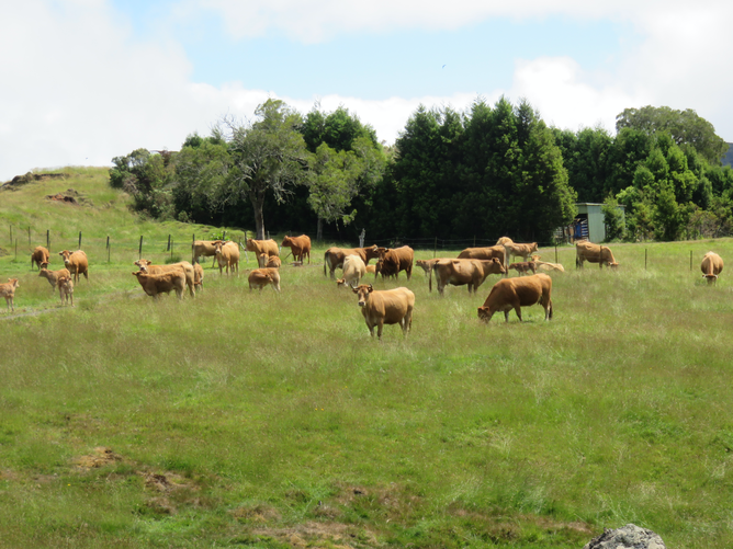 1. Les vaches du Pâturage Biberon (sic)