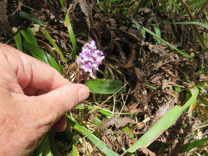17. Cynorkis squamosa (Poir.) Lindl. - Ø - Orchidaceae - Endémique Réunion et île Maurice IMG_1255.JPG