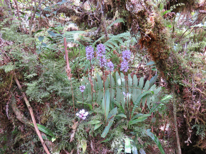 18.  Cynorkis squamosa (Poir.) Lindl. - Ø - Orchidaceae - Endémique Réunion et île Maurice  IMG_1256.JPG