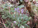 19. Cynorkis squamosa (Poir.) Lindl. - Ø - Orchidaceae - Endémique Réunion et île Maurice IMG_1257.JPG