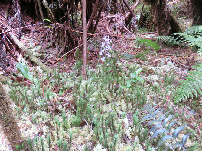 21.Cynorkis ridleyi - Ø - Orchidaceae - indigène Réunion IMG_1262.JPG