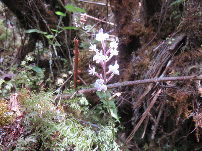22. Cynorkis ridleyi - Ø - Orchidaceae - indigène Réunion IMG_1264.JPG
