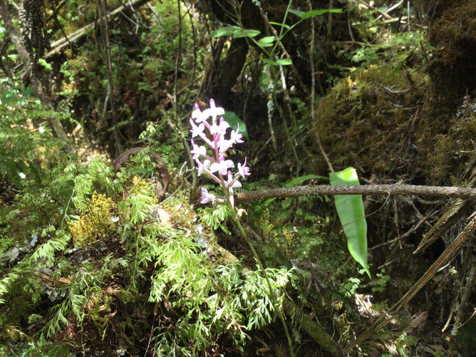 23. Cynorkis ridleyi - Ø - Orchidaceae - indigène Réunion IMG_2565.JPG