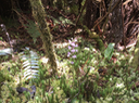 24. Cynorkis ridleyi - Ø - Orchidaceae - indigène Réunion