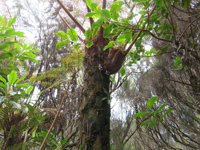 25. Sur stipe d'Alsophila, Cynorkis ridleyi - Ø - Orchidaceae - indigène Réunion