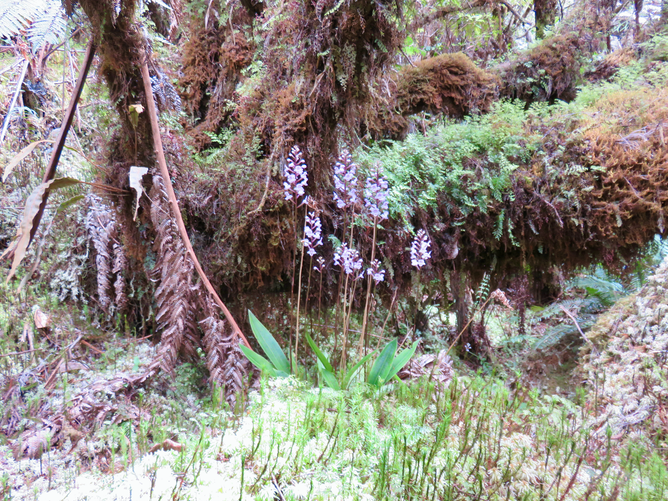 27. Cynorkis squamosa (Poir.) Lindl. - Ø - Orchidaceae - Endémique Réunion et île Maurice  IMG_1267.JPG