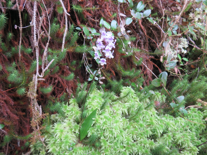 3. Cynorkis squamosa (Poir.) Lindl. - Ø - Orchidaceae - Endémique Réunion et île Maurice  IMG_1236.JPG