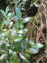 5. ??? Phyllanthus phillyreifolius Poir. - Bois de négresse - Phyllanthaceae - Endémique Réunion et Maurice   IMG_5137.JPG