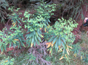 7. 	Topic:	Euphorbia borbonica - - Euphorbiaceae -  endémique Réunion IMG_1242.JPG
