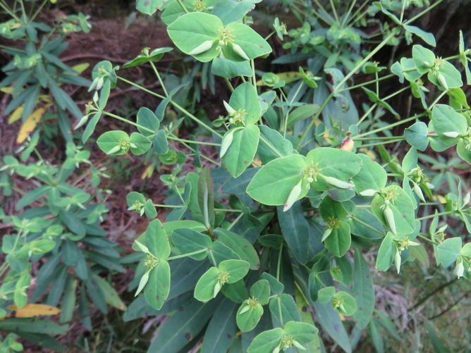 8. 	Topic:	Euphorbia borbonica - - Euphorbiaceae -  endémique Réunion IMG_1243.JPG