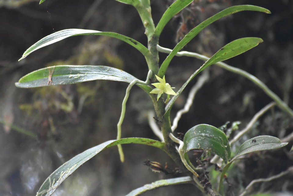 Angraecum costatum (?) - EPIDENDROIDEAE - Endémique Réunion - 