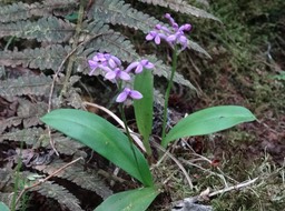 Arnottia mauritiana - ORCHIDOIDEAE - Indigène Réunion - DSC02993