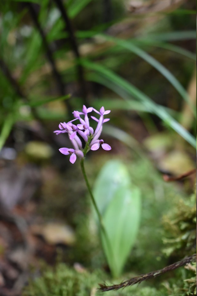 Arnottia mauritiana - ORCHIDOIDEAE - Indigène Réunion - MAB_9939