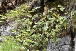 Blechnum marginatum - BLECHNACEAE - Endémique Réunion - 