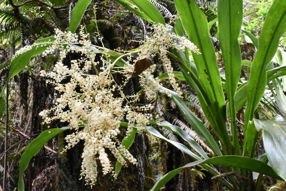 Cordyline mauritiana - Canne marron - ASPARAGACEAE - Endémique Réunion, Maurice