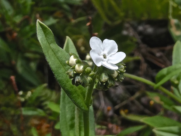 Cynoglossum sp . boraginaceae.  P1001443