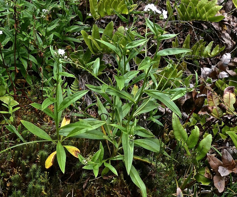 Cynoglossum sp .boraginaceae.P1001427