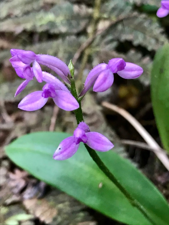 Cynorkis inermis  . Arnottia inermis .(Arnottia mauritiana ) orchidaceae.IMG_3189