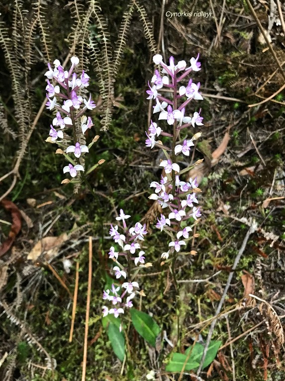Cynorkis ridleyi.orchidaceae.IMG_3170