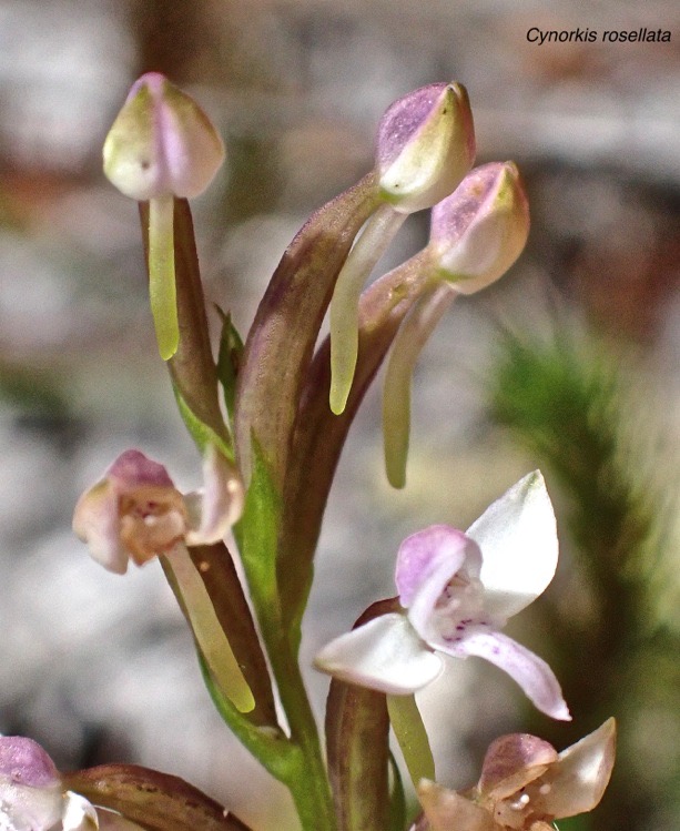 Cynorkis rosellata .orchidaceae.indigène Réunion.PB170010