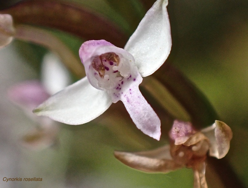 Cynorkis rosellata .orchidaceae.indigène Réunion.PB170009