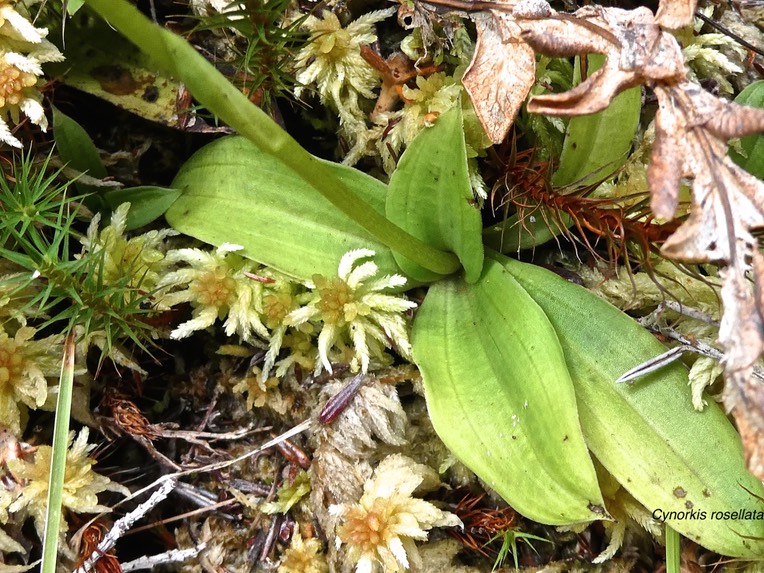 Cynorkis rosellata.orchidaceae.indigène Réunion.P1001552