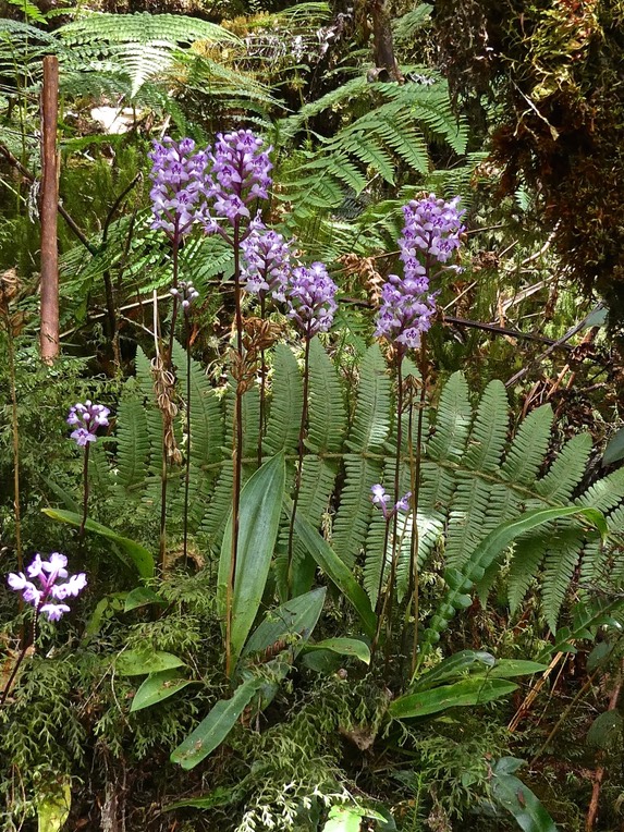 Cynorkis squamosa .orchidaceae.indigèneRéunion.P1001508
