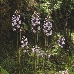 Cynorkis squamosa.orchidaceae.indigène Réunion.P1001592