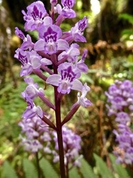 Cynorkis squamosa.orchidaceae.indigène Réunion. P1001514