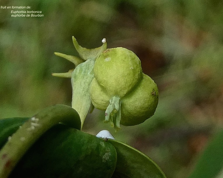 Euphorbia borbonica.euphorbe de Bourbon.(fruit en formation ).euphorbiaceae.endémique Réunion.1001473
