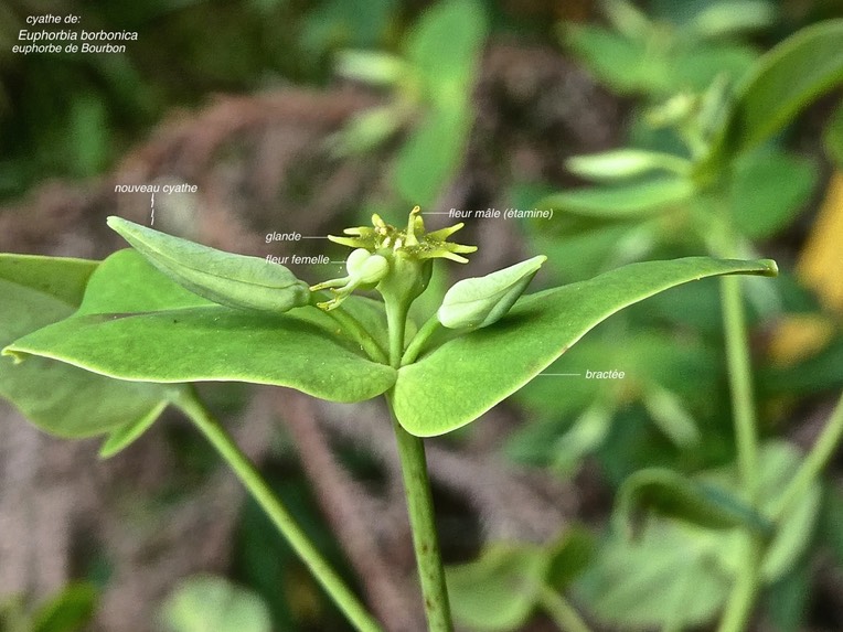 Euphorbia borbonica.euphorbe de Bourbon .(détail de l'inflorescence )..euphorbiaceae.endémique Réunion .P1001371
