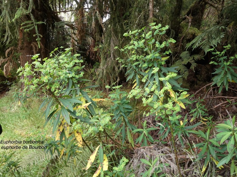 Euphorbia borbonica.euphorbe de Bourbon.euphorbiaceae. endémique Réunion.P1001374