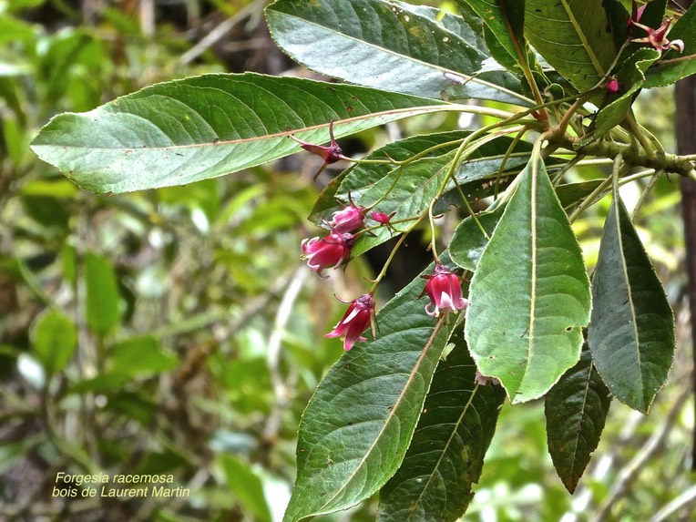 Forgesia racemosa.bois de Laurent Martin.escallonaceae.endémique Réunion.P1001609