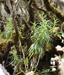 Heterochaenia (ensifolia ?) - CAMPANULACEAE - Endémique Réunion - MAB_9853b