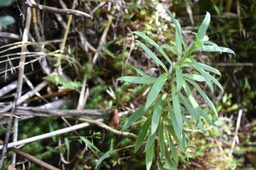 Heterochaenia (ensifolia ?) - CAMPANULACEAE - Endémique Réunion - MAB_9839
