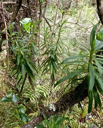 Heterochaenia ensifolia ? campanulaceae.endémique Réunion..P1001303