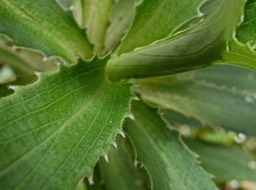 Heterochaenia ensifolia ? campanulaceae.endémique Réunion. P1001311