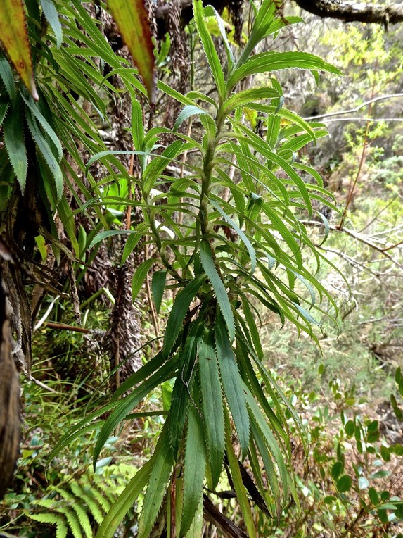 Heterochaenia ensifolia ? campanulaceae.endémique Réunion.P1001307
