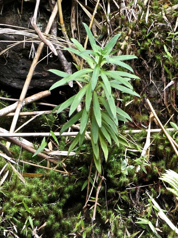 Heterochaenia ensifolia ? campanulaceae.endémique Réunion.P1001336