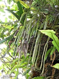 Huperzia gnidioides .ruban de prêtre .lycopodiaceae.indigène Réunion.P1001624