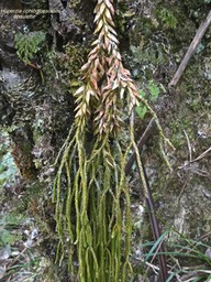 Huperzia ophioglossoides .épaulette. lycopodiaceae.indigène Réunion.P1001671