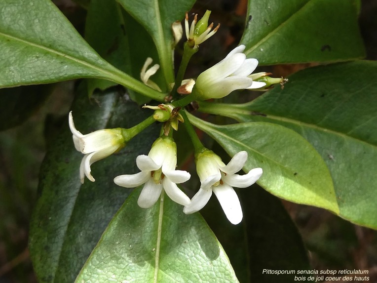Pittosporum senacia subsp reticulatum . bois de joli coeur des hauts. pittosporaceae.endémique Réunion.P1001519