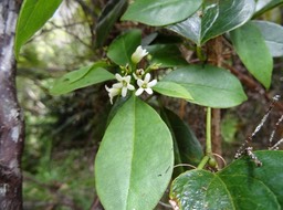 Pittosporum senecia reticulatum - Bois de joli coeur des Hauts - PITTOSPORACEAE - Endémique Réunion