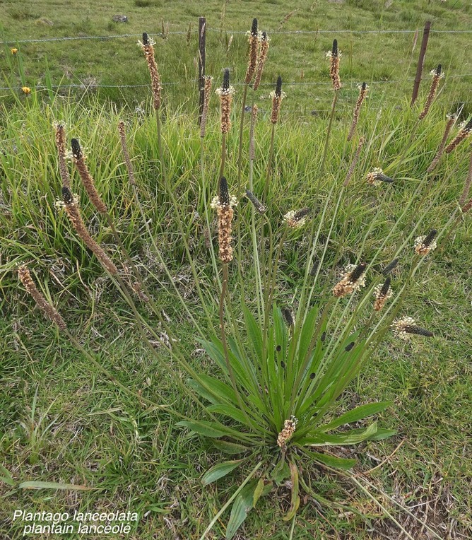 Plantago lanceolata. plantain lancéolé.espèce envahissante.P1001700