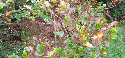 Bois de Ngresse - couleur rouge du dbut de la saison chaude, comme pour de nombreuses plantes sur l'le en ce mois de novembre. - IMG_0135.JPG