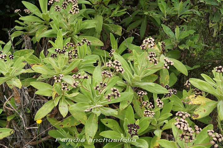Psiadia anchusifolia (1)-ASTERACEAE-E.jpg