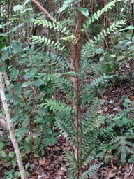 Lomariopsis pollicina